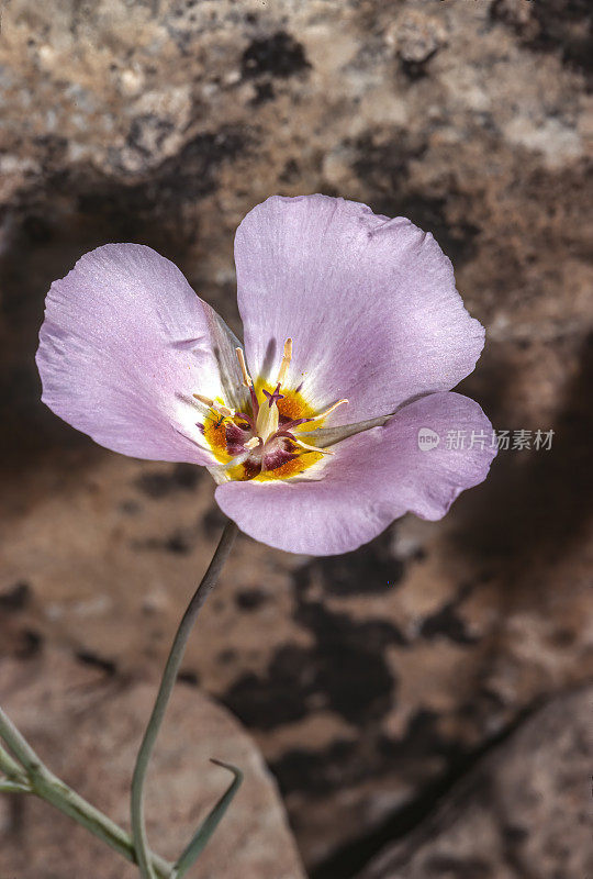 蜿蜒的mariposa百合，Calochortus flexosus，锡安国家公园，犹他州。